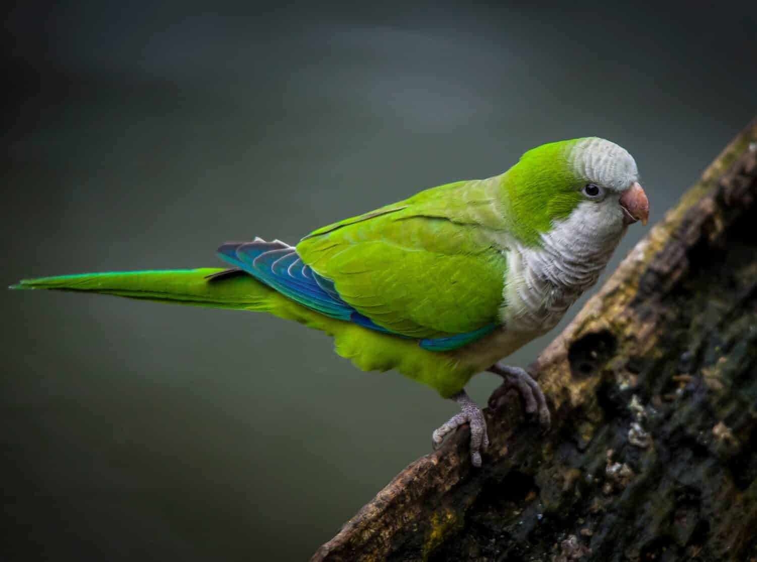 Beautiful colours of a monk parakeet