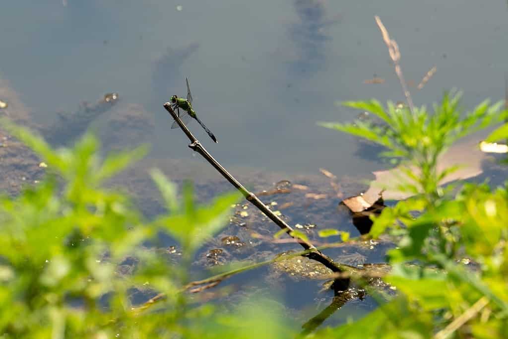 Common Green Darner dragonfly perched on branch over pond