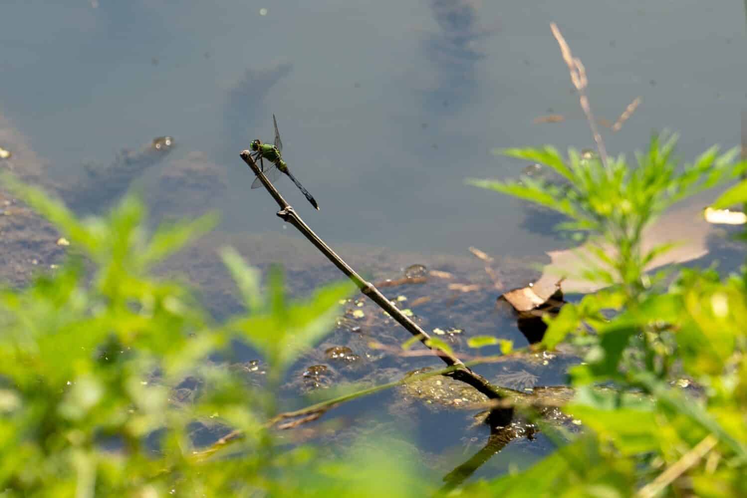 Common Green Darner dragonfly perched on branch over pond