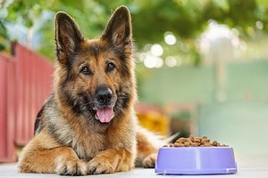 6 Reasons Dogs Won’t Eat and How to Help Them Picture