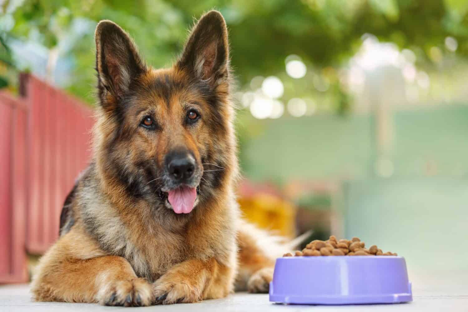 German Shepherd dog lying next to a bowl with kibble dog food, looking at the camera. Close up, copy space.