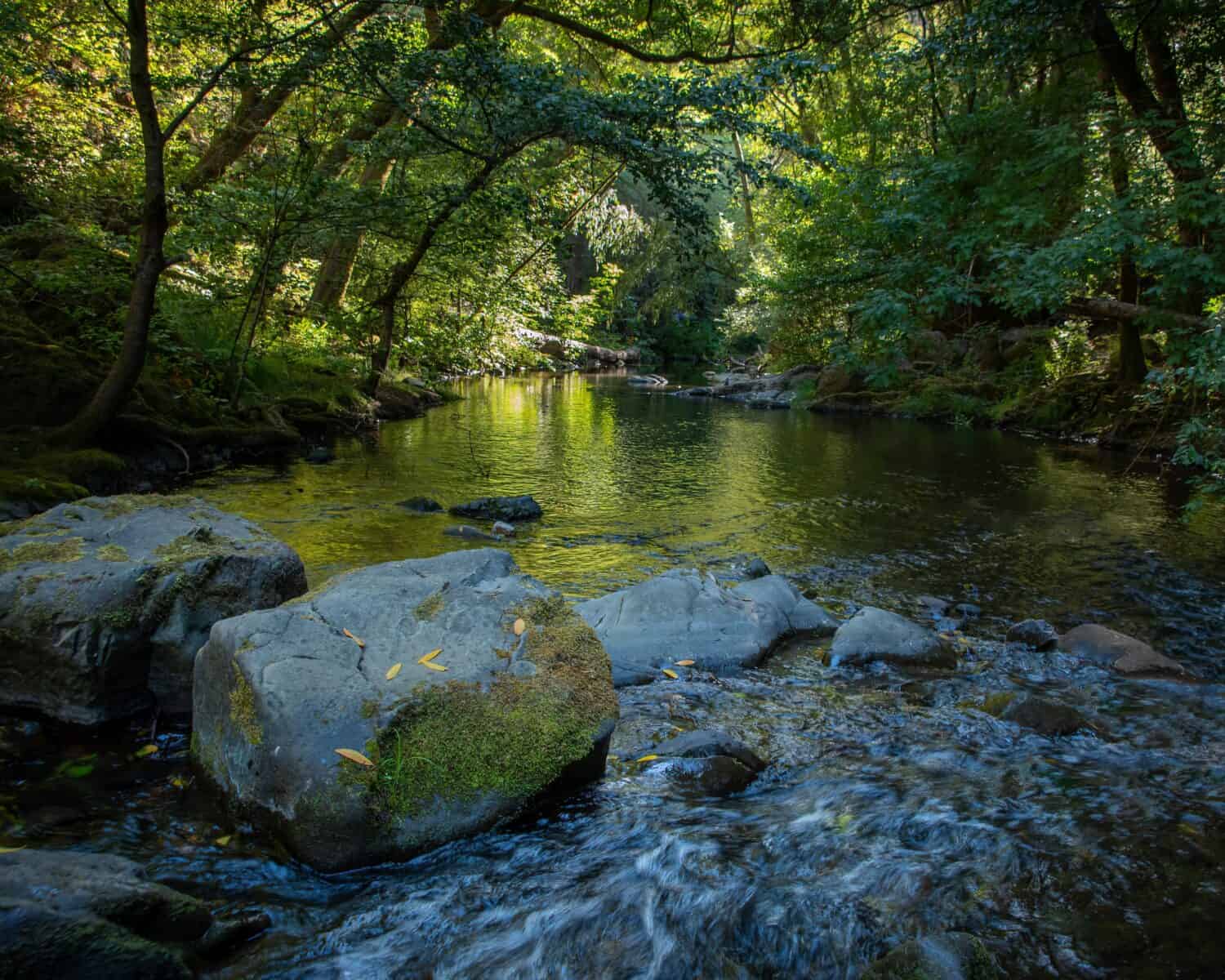 Lagunitas Creek in Samuel P. Taylor State Park, Marin County, California. 