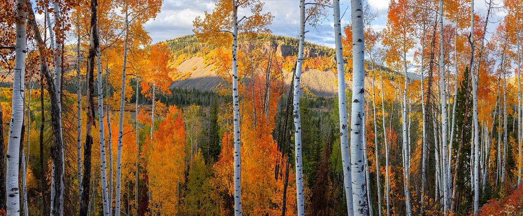 Tall Aspen trees in peak autumn at Uinta Wasatch Cache national forest in Utah.