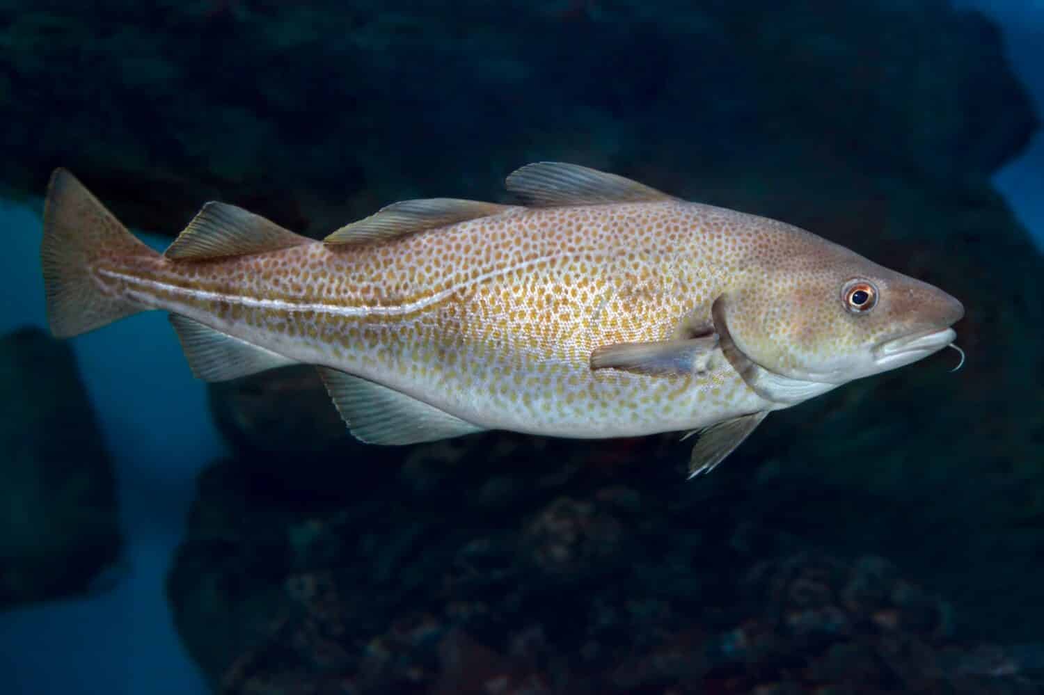 Gadus morhua, Atlantic Cod, Portrait,close up. Ocean deepwater fish.