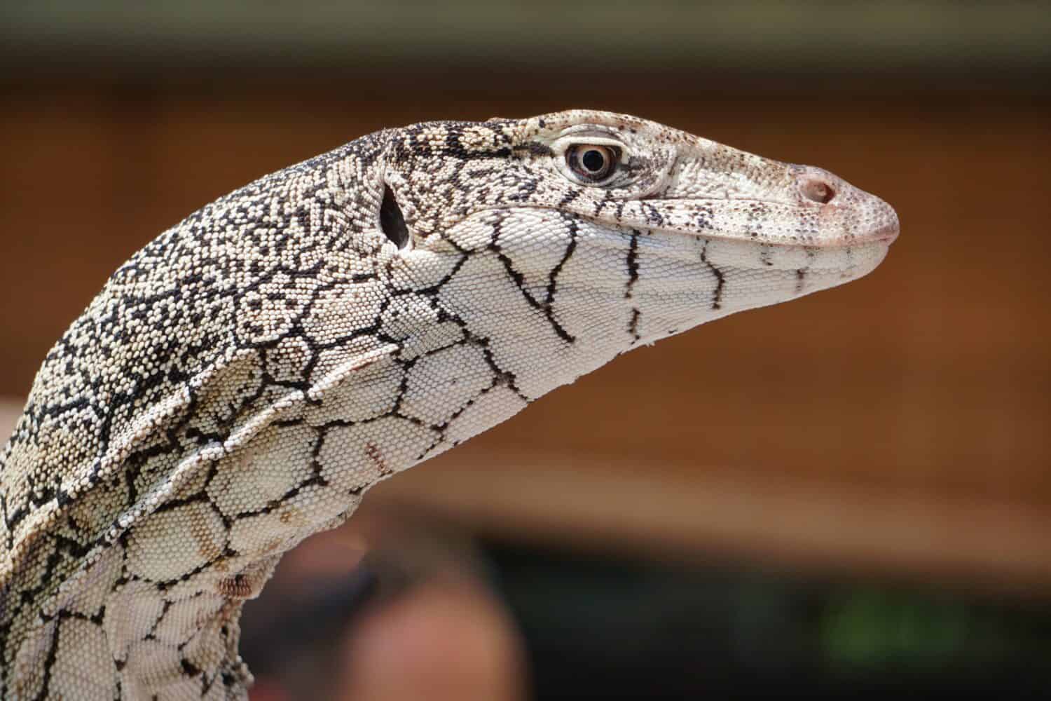 close up image of white perentie lizard face