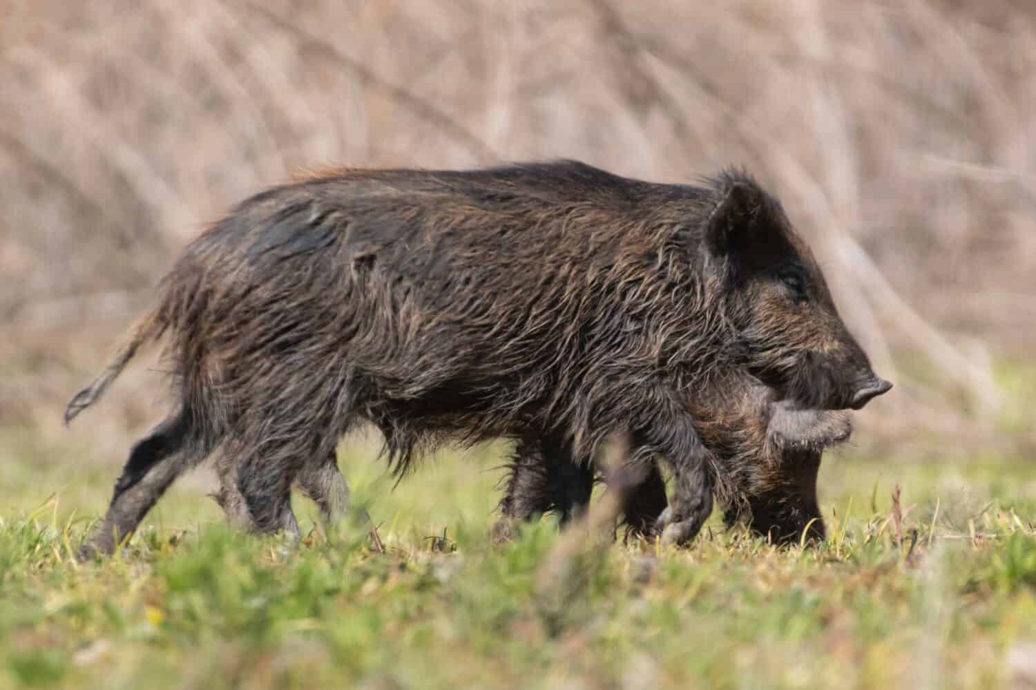Wild boar grazing and digging up mud in a California County Park