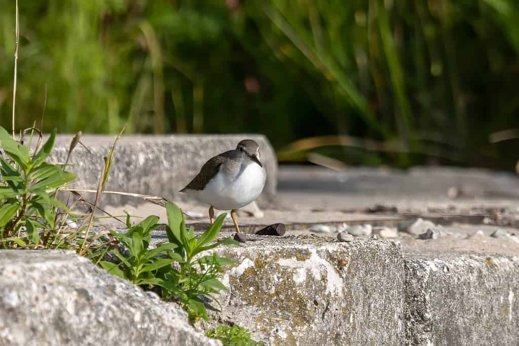 The spotted sandpiper (Actitis macularius) looking for food on the river bank.
