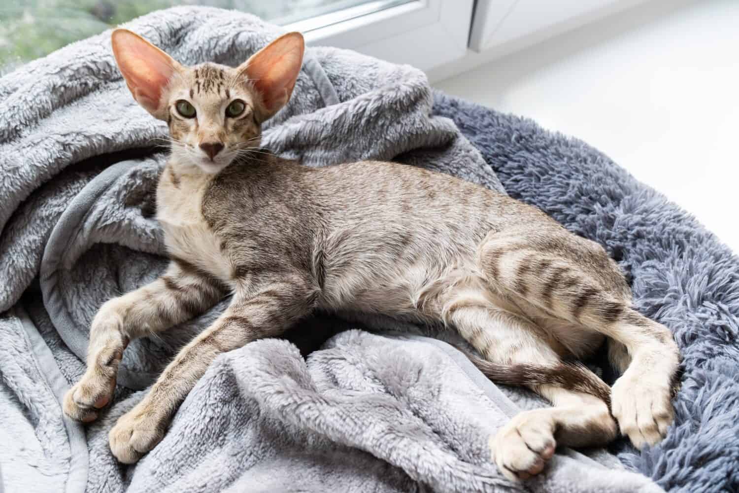 Cute oriental shorthair tabby kitten sleeping near the window.