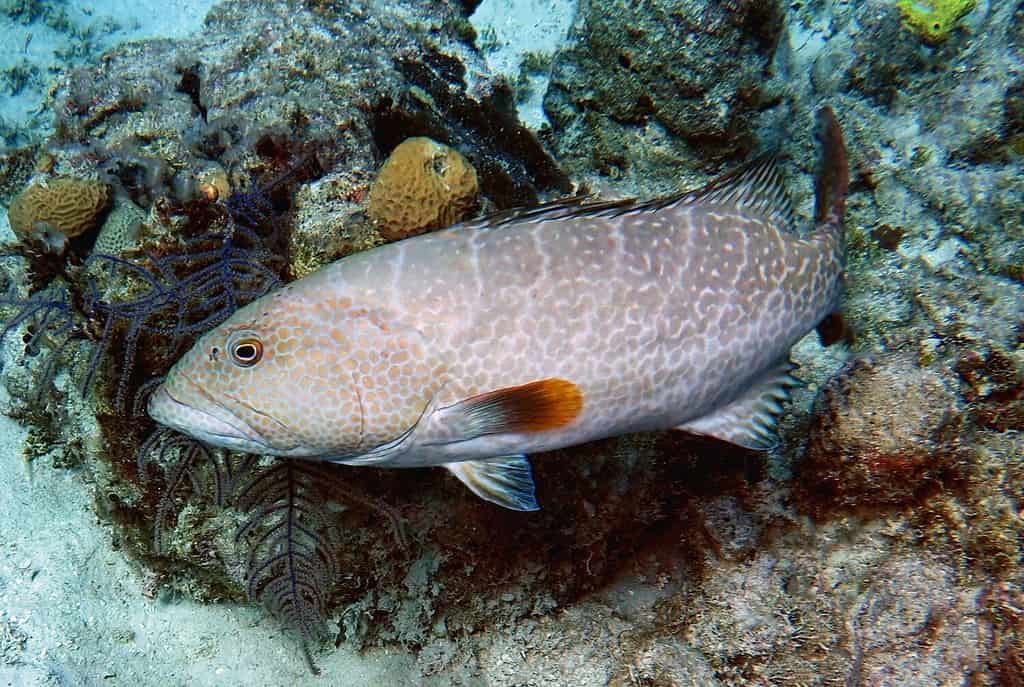 Yellowfin Grouper in the Tropical Western Atlantic