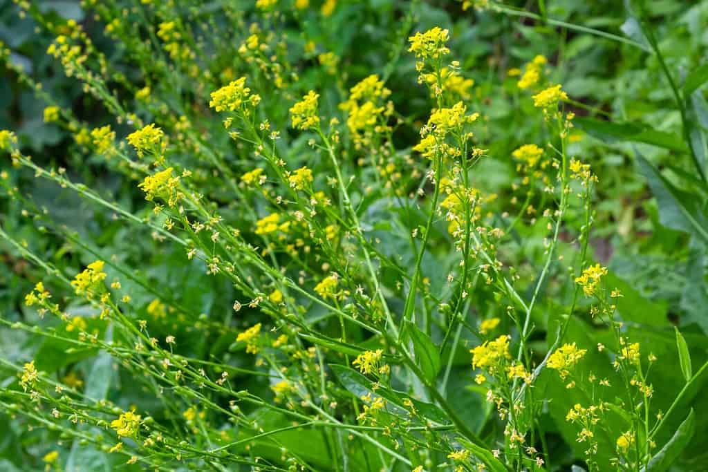 the Close up of Wintercress Barbarea vulgaris Brassicaceae. Selective focus.flower of Land cress, Barbarea verna.Yellow spring flower rape in the blur background of the summer landscape.