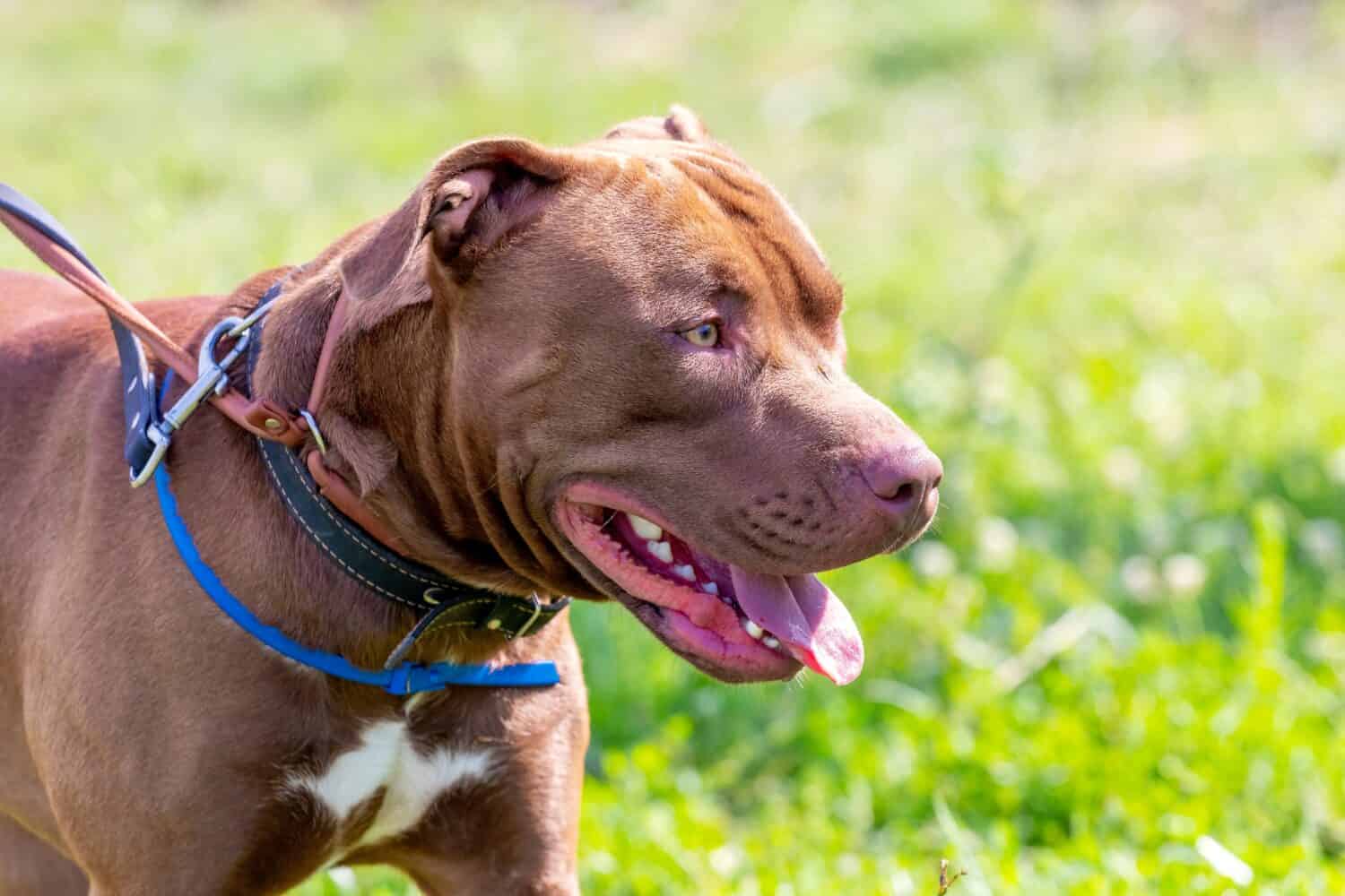 American Pit Bull Terrier, close-up portrait of aggressive dog in profile on blurred background