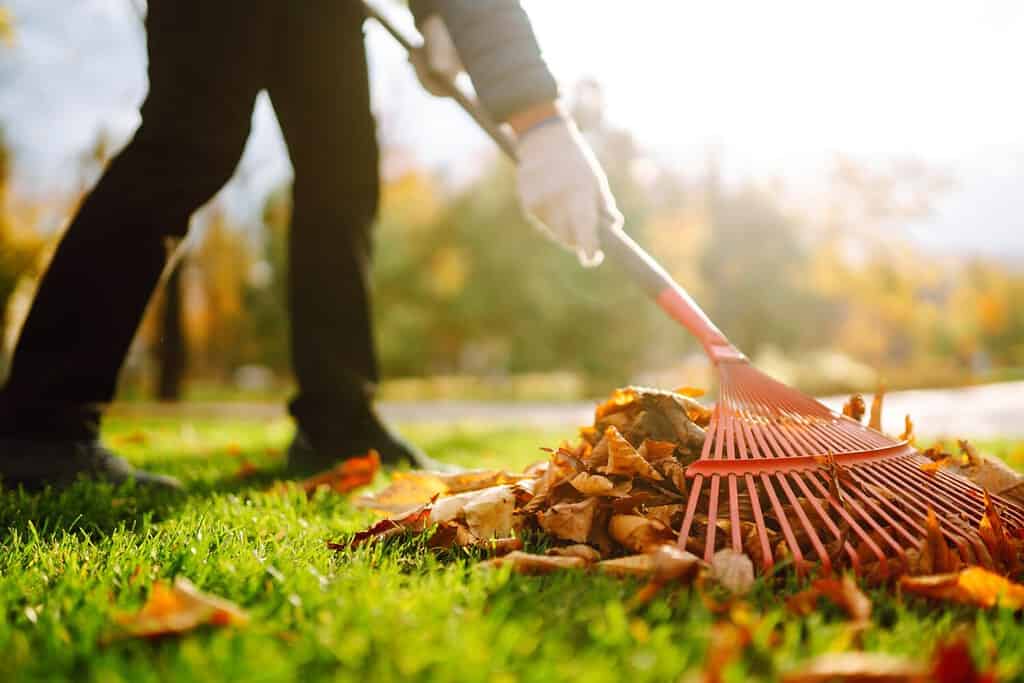 Autumn clean in garden back yard. Rake and pile of fallen leaves on lawn in autumn park. Volunteering, cleaning, and ecology concept. Seasonal gardening.