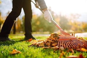 12 Reasons to Always Rake Your Leaves Picture