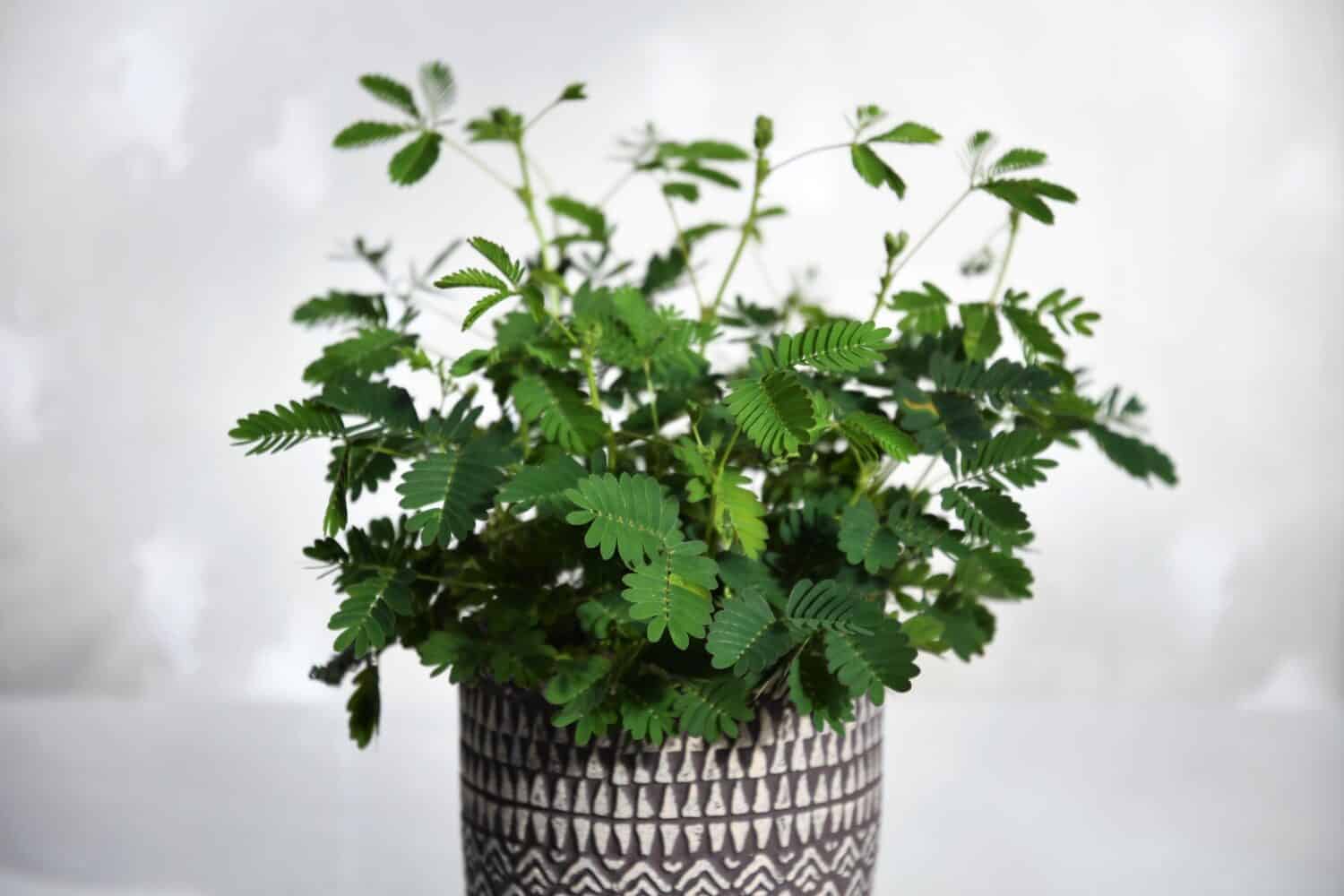 Mimosa pudica houseplant, aka sensitive plant, sleepy plant, action plant, touch-me-not, and shameplant. Isolated against a white background, in a purple decorative pot. Shallow depth of field.