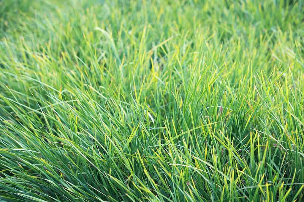 Close-up of lush ryegrass in wild