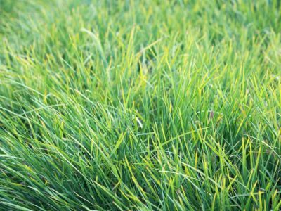A How Often to Cut Your Grass (Plus Tips on Keeping Your Lawn Perfect) 