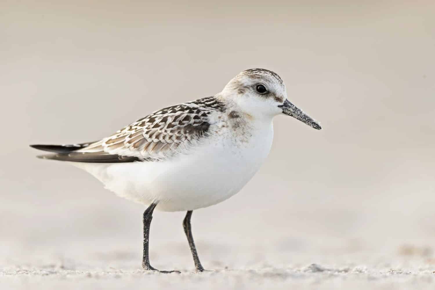 A sanderling (Calidris alba) foraging during fall migration on the beach.