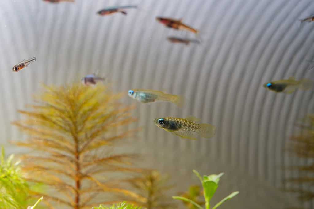 14 Types of Killifish: A Guide on Selecting, Breeding and Caring For ...