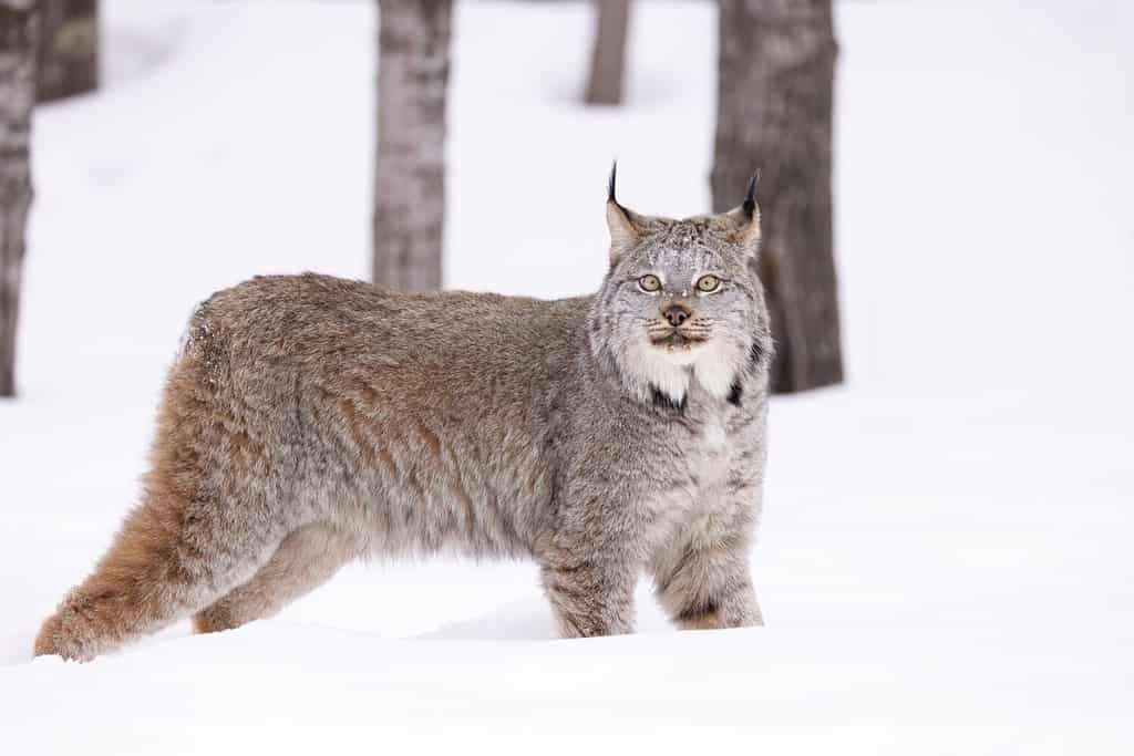 Canada lynx in the woods in winter. Canada lynx is a beautiful large animal that lives atop Minnesota's tallest mountain.