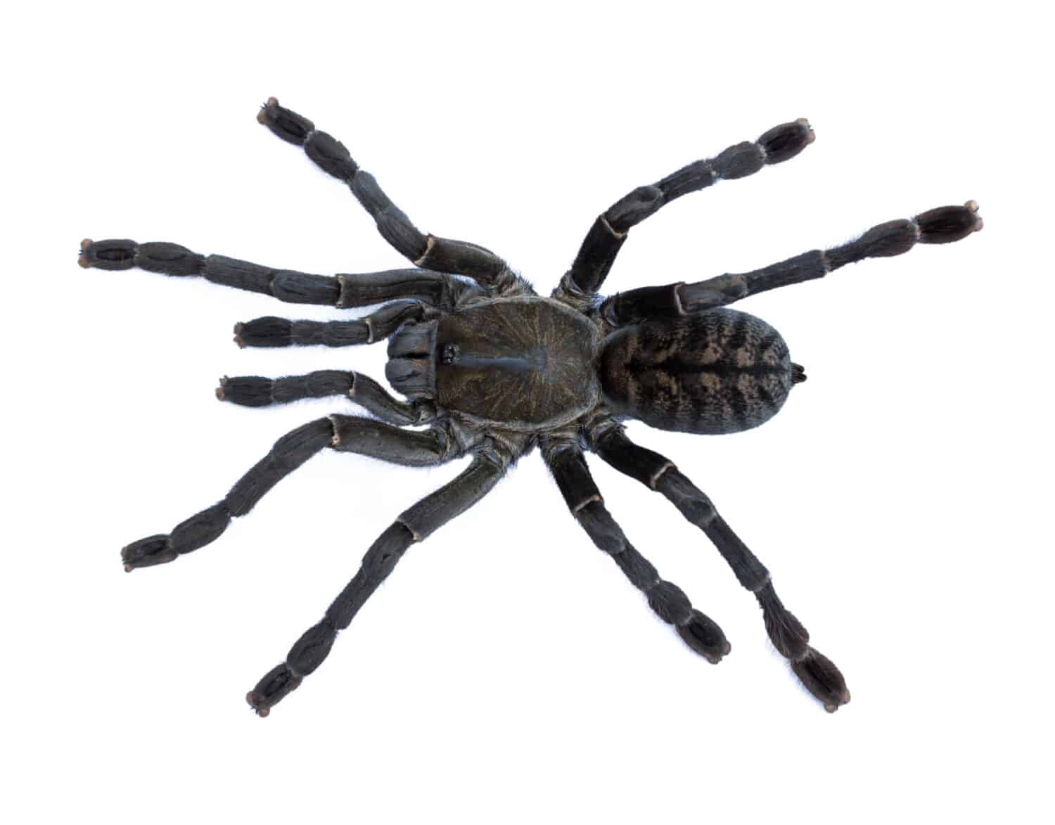 black tarantula isolated on white background 