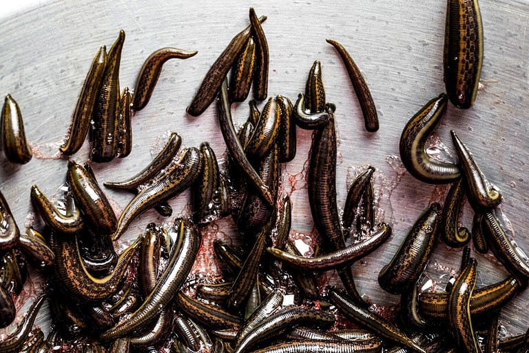 Many medical leeches for hirudotherapy on leech farm or laboratory