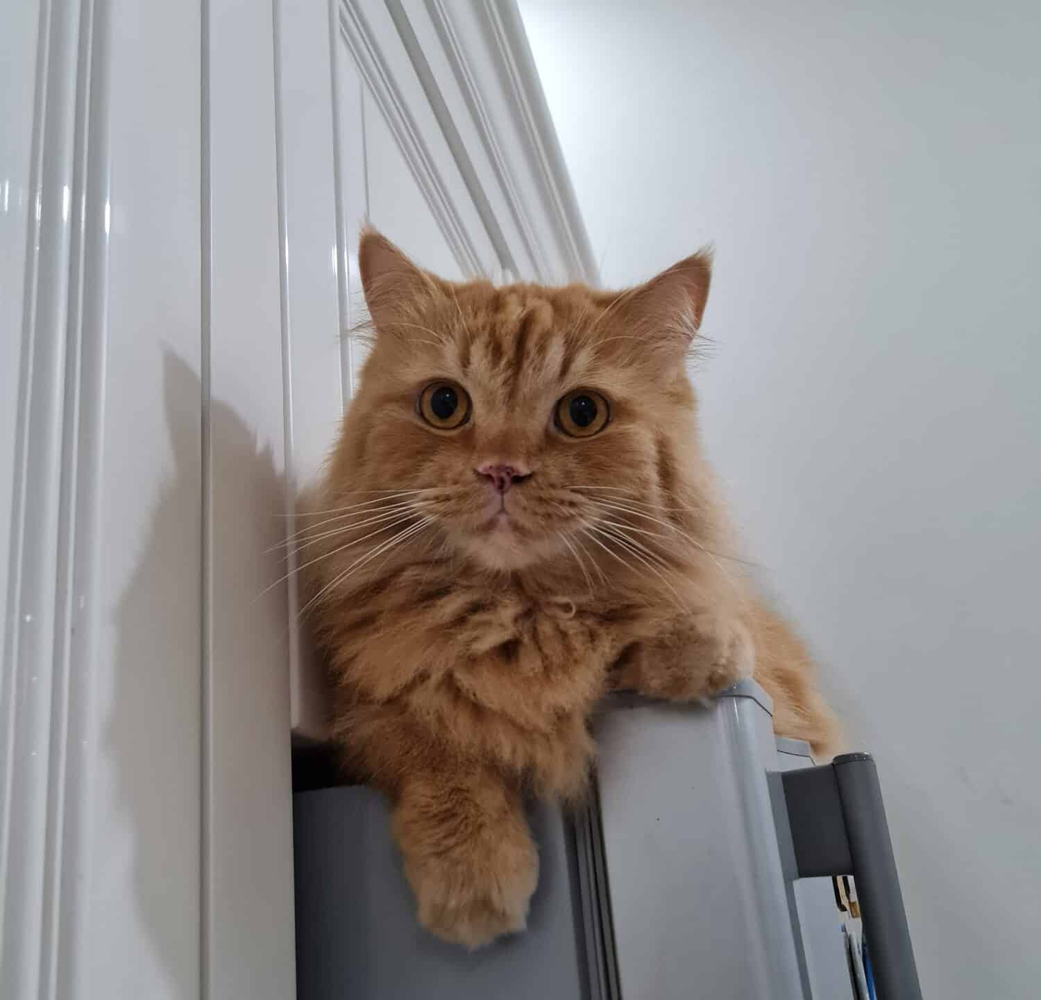 orange kitty with big eyes is sitting on the top of the fridge