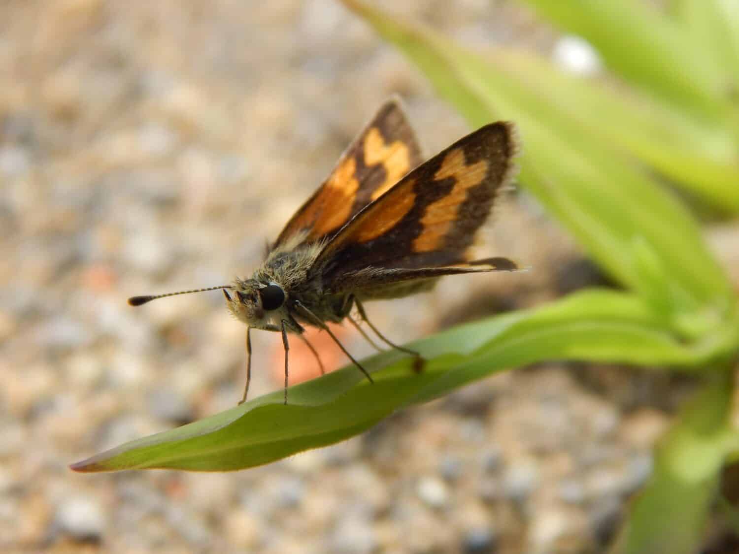 The spotted silver butterfly or Hesperia comma, the silver spotted skipper or common brand skipper, is a butterfly from the family Hesperiidae.
