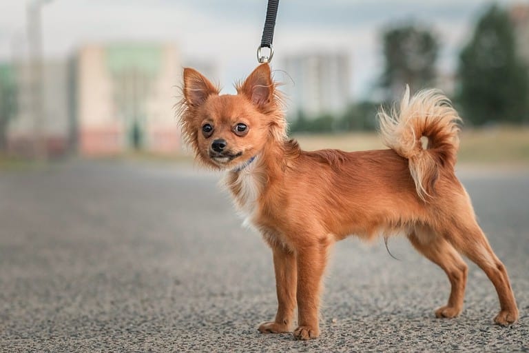 Portrait of a beautiful thoroughbred red chihuahua on a walk.