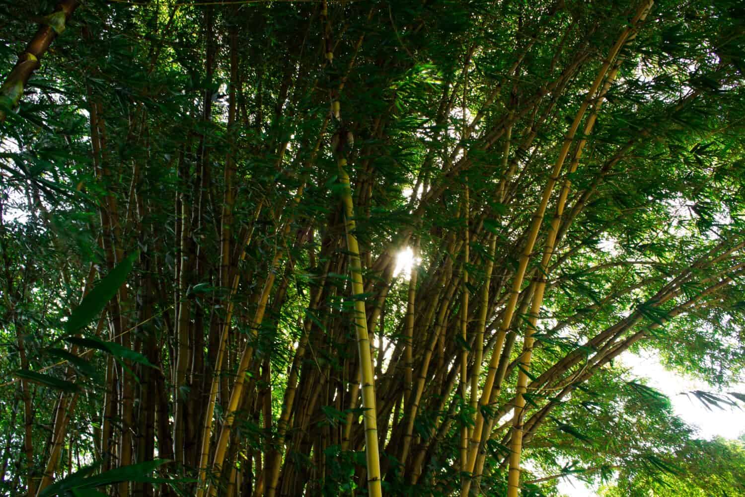 images of Golden Bamboo Phyllostachys aurea in sunny day