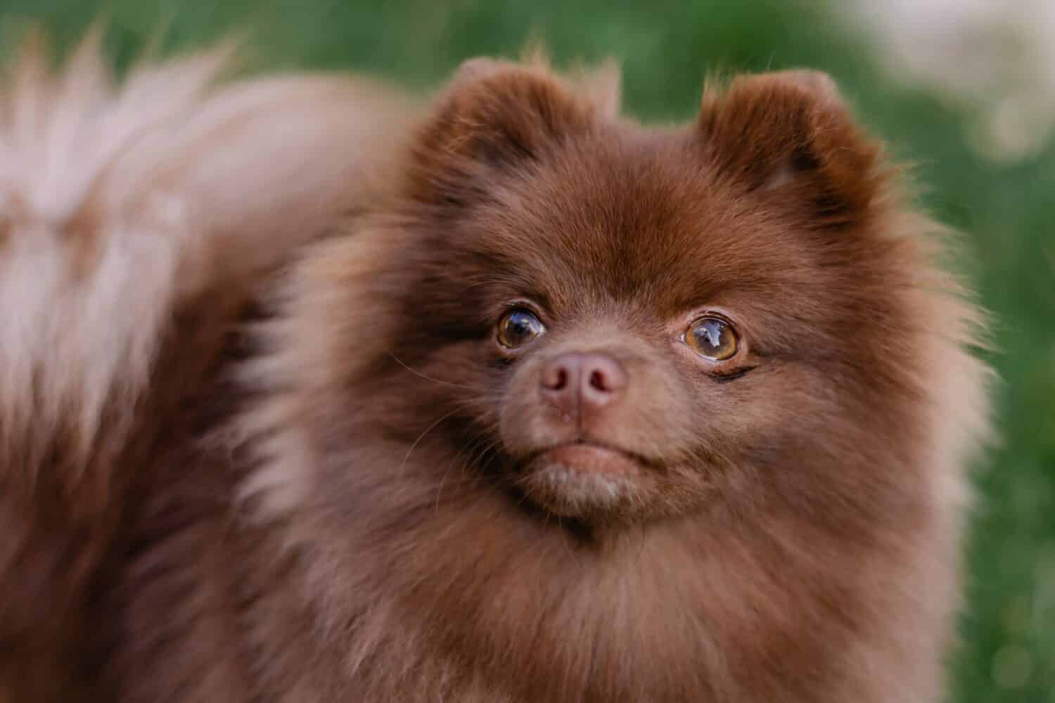 Beautiful mini dog pomeranian brown chocolate color. Purebred puppy portrait. Cheerful friendly little dog smiles. Summer walk with the animal. Calendar with pets. Spitz close-up