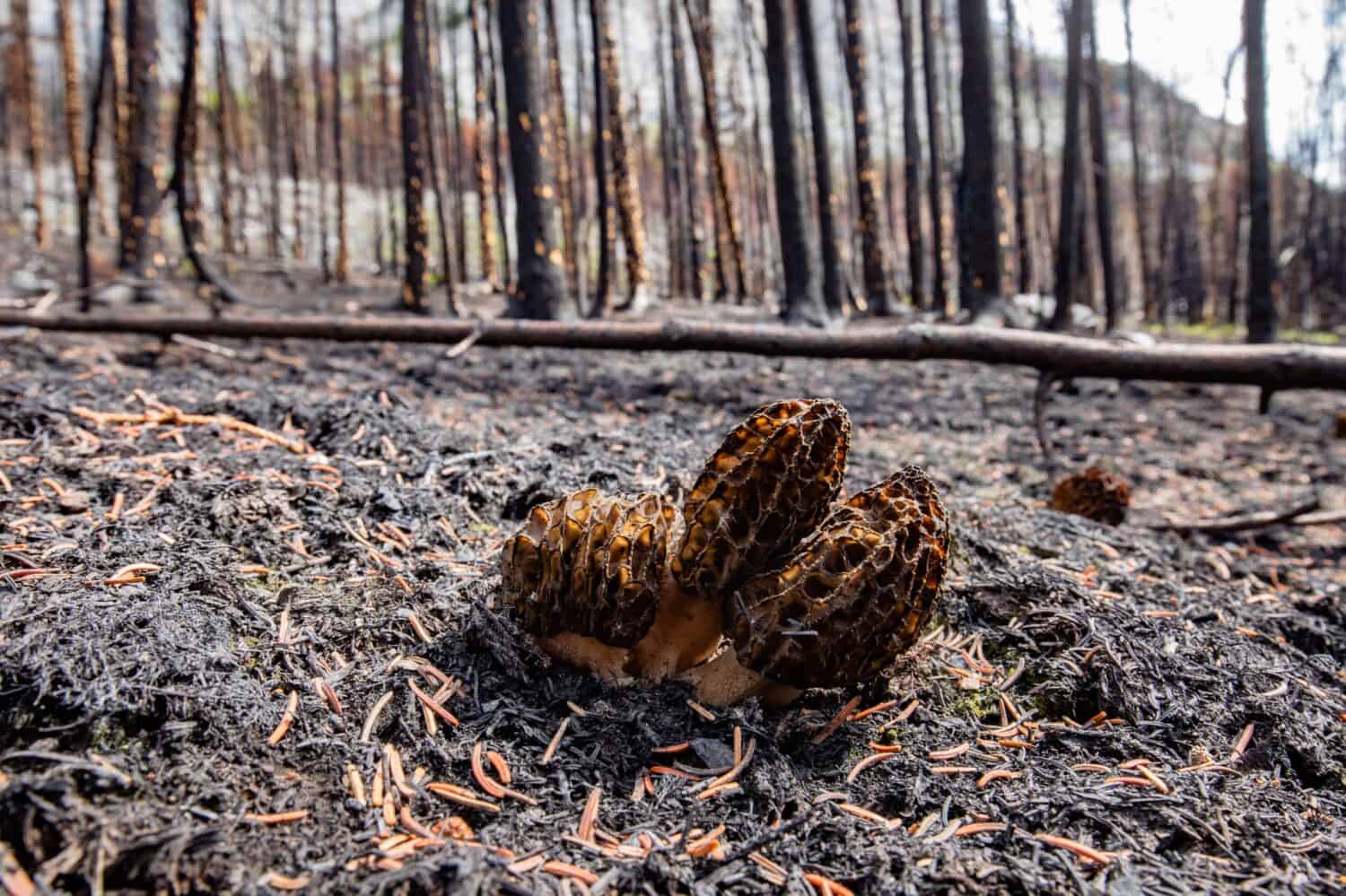 Cluster of Black Morels, Morchella elata, mushrooms growing after forest fire on burnt forest floor with  destroyed forest after wildfire background