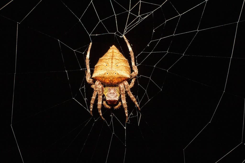 Silken masterpiece in solitude: A Web Orb Weaver spider spins its delicate web, a glistening tapestry of survival, patiently awaiting its next prey in the quiet corners of the natural world.