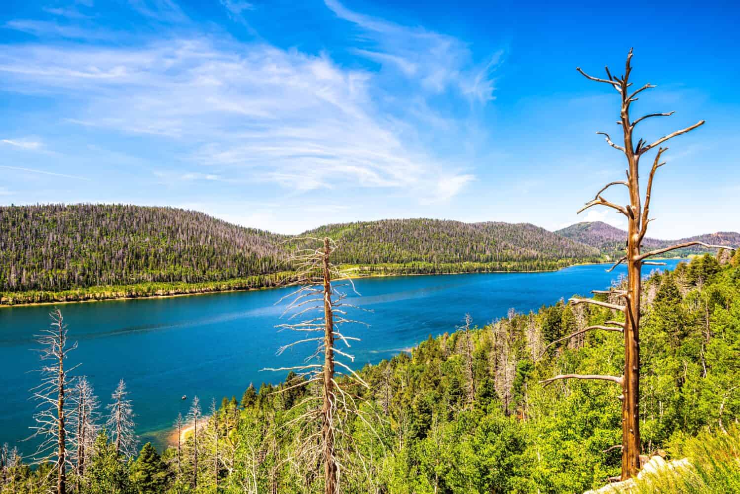 High angle view on Navajo lake, Kane county Utah water reservoire with pine spruce forest in summer by Duck Creek village with bare dry dead trees
