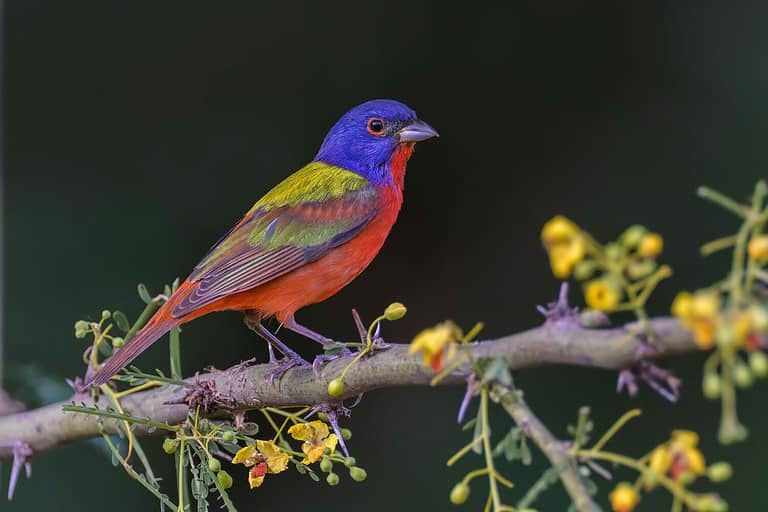Male Painted bunting. Rio Grande Valley, Texas