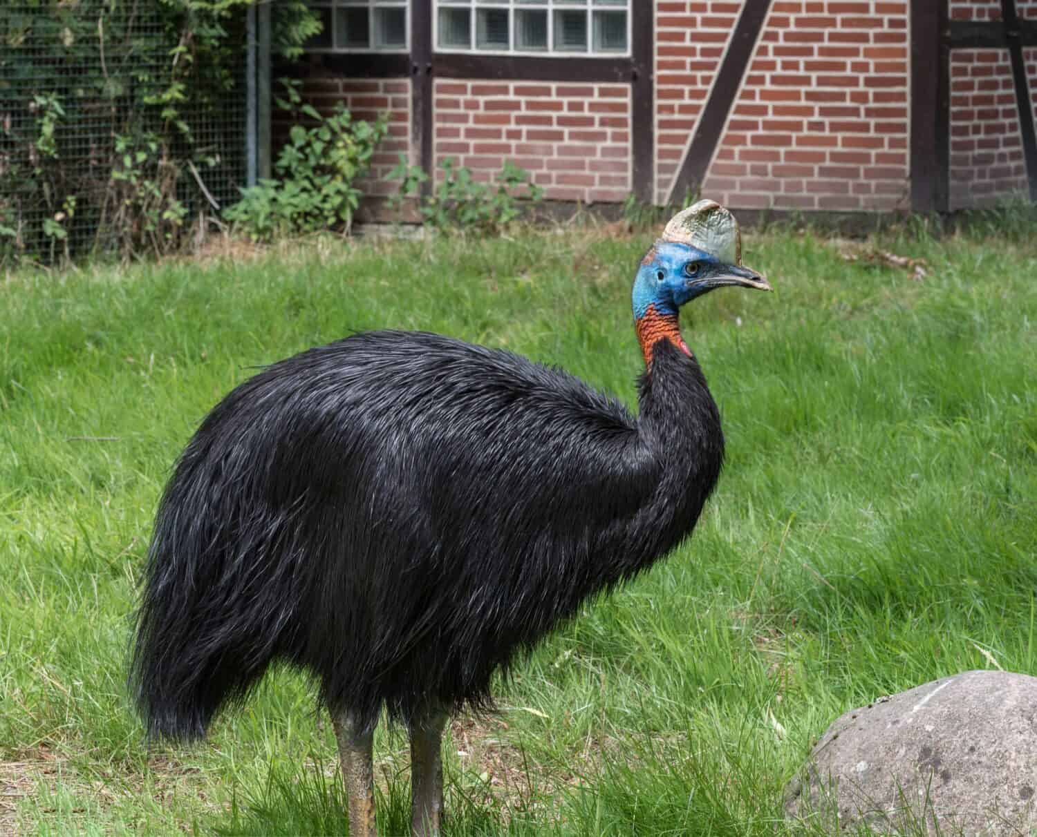 Northern cassowary, Casuarius unappendiculatus, the one-wattled cassowary, single-wattled cassowary, or golden-necked cassowary, a large, stocky flightless bird of northern New Guinea. Portrait