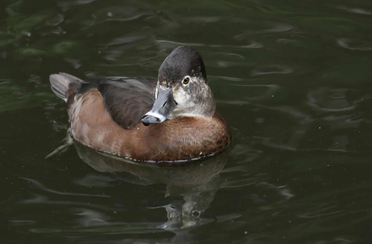 A female Ring-necked Duck, Aythya collaris, swimming on a pond at Slimbridge wetland wildlife reserve.	