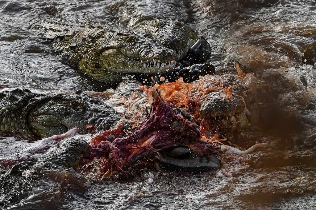 Crocodiles eating Zebra in Mara River