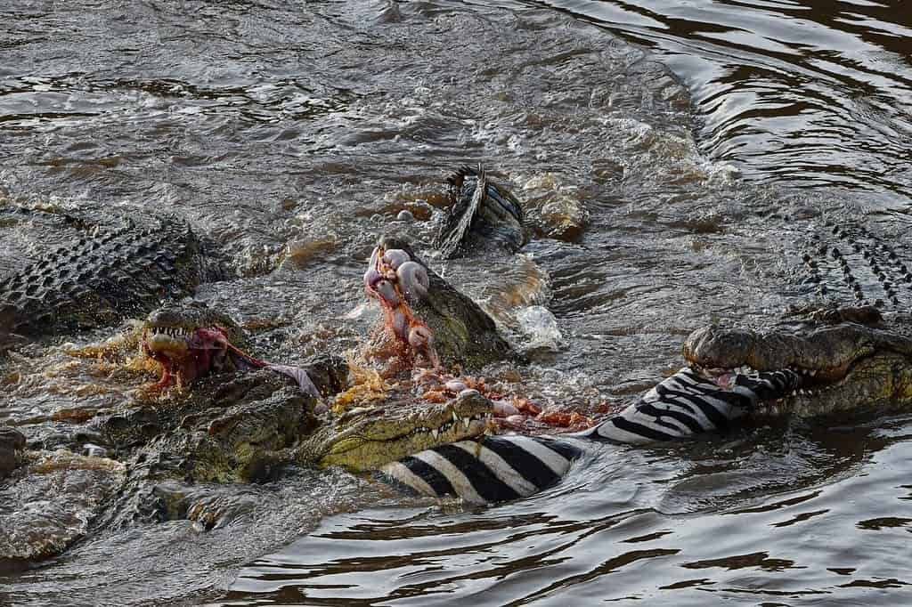 Crocodiles eating Zebra in Mara River