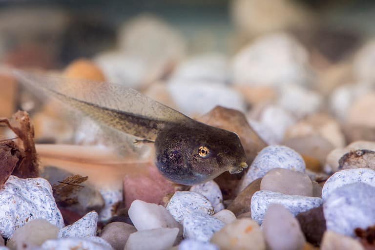 Issaquah, Washington State, USA. Pacific Tree Frog tadpole (also called a pollywog or polliwog) is the larval stage in the life cycle of an amphibian, particularly that of a frog or toad.