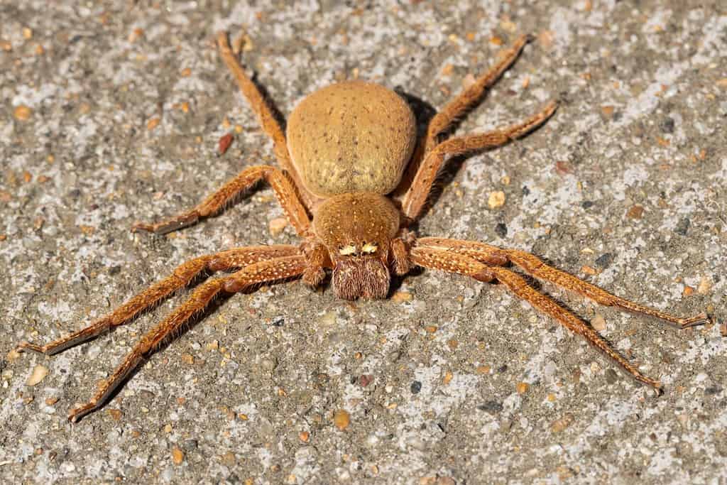 A large orange female Australian badge huntsman spider (Neosparassus Diana) flattened on concrete in an urban environment