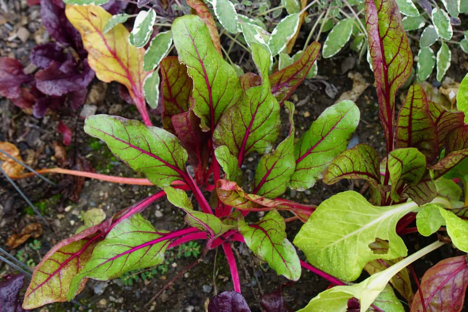 Bright lights swiss chard grown in a garden in Boylston, Massachusetts