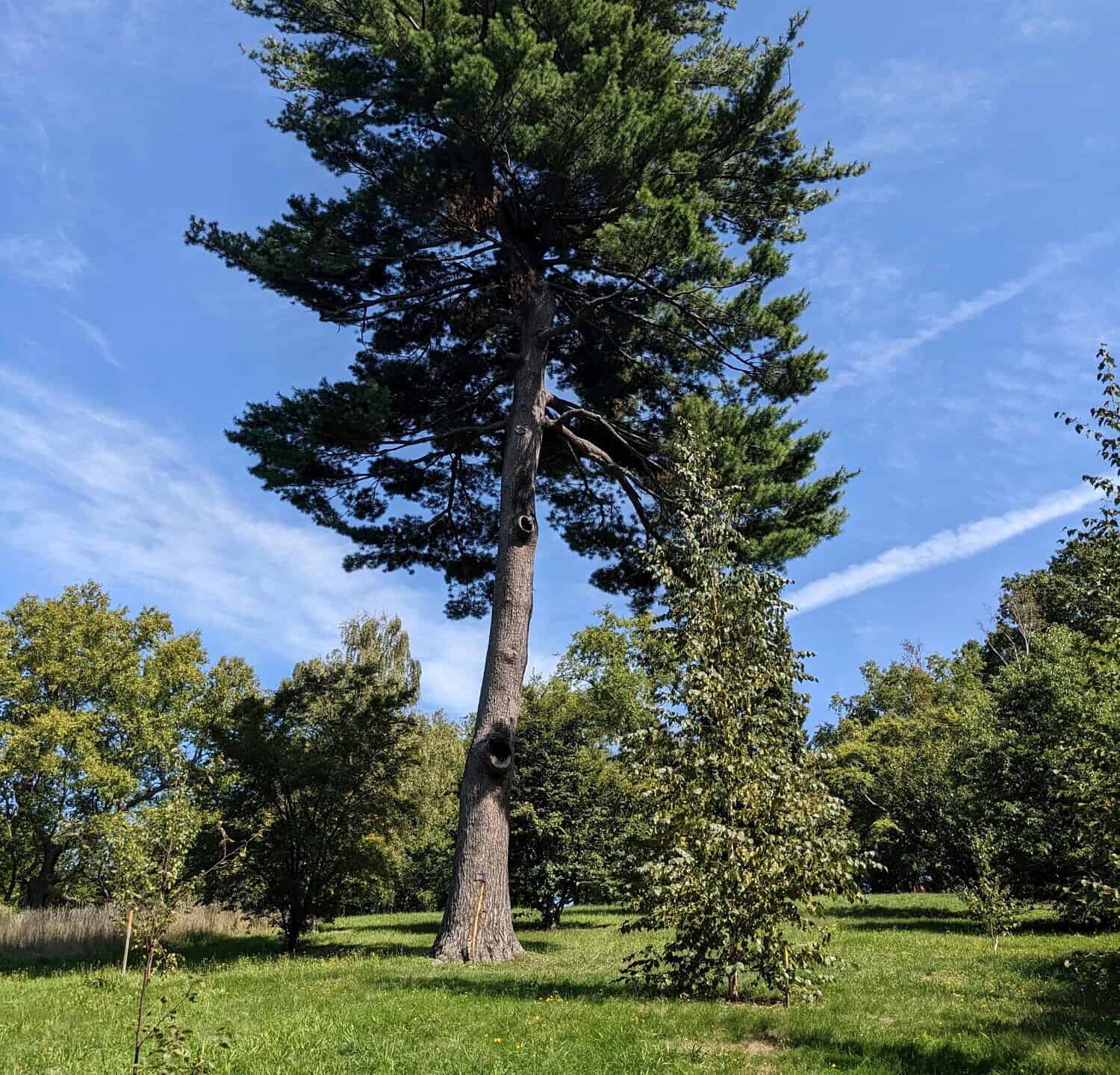 an eastern white pine that was recently struck by lightning