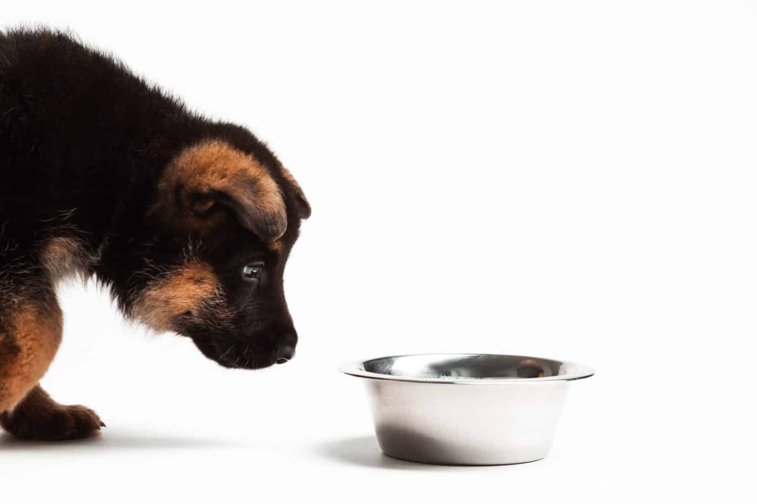 German shepherd puppy stares at metal food bowl.