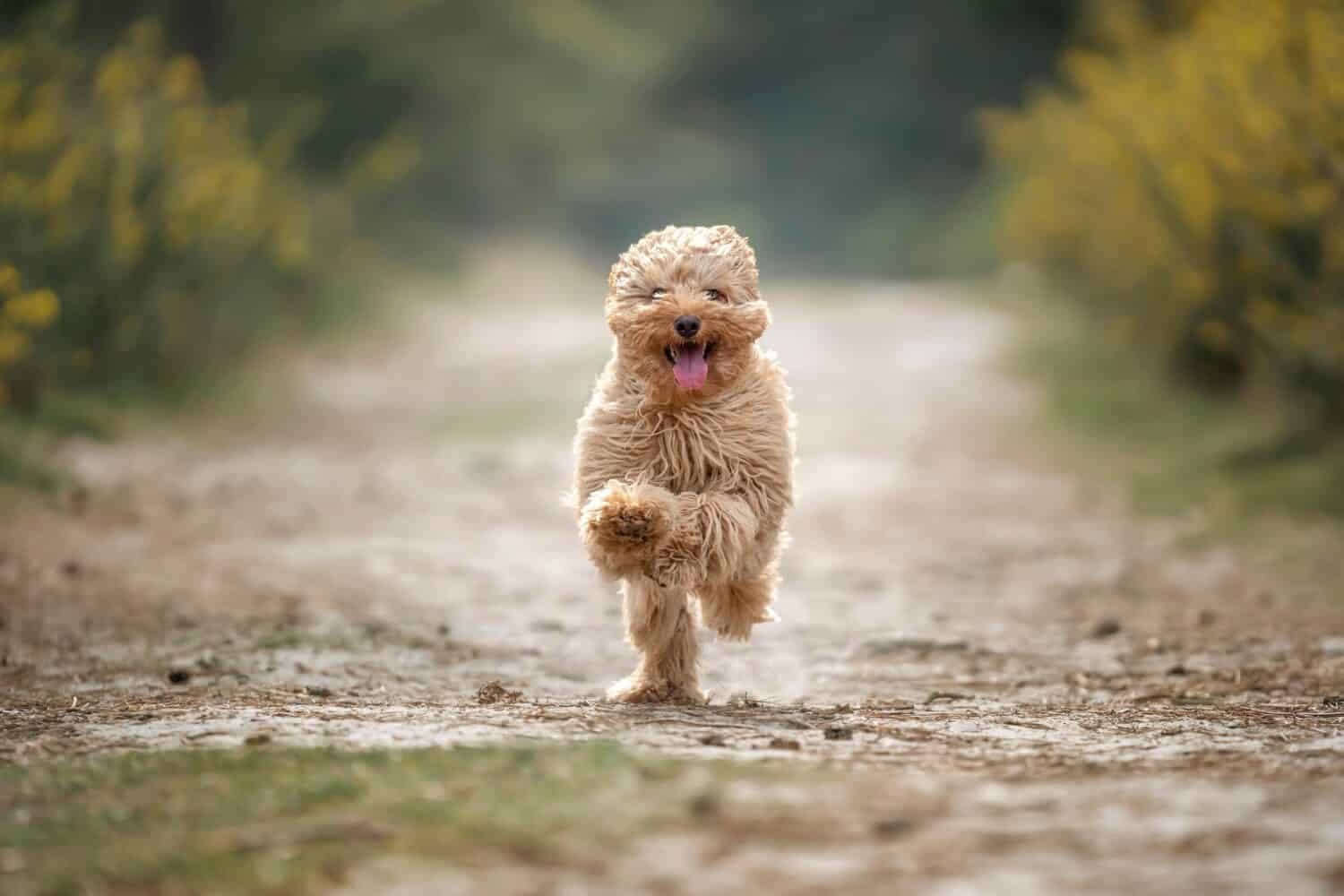 Six month old Cavapoo puppy. This puppy is apricot in colour, and running along looking like a small teddy bear