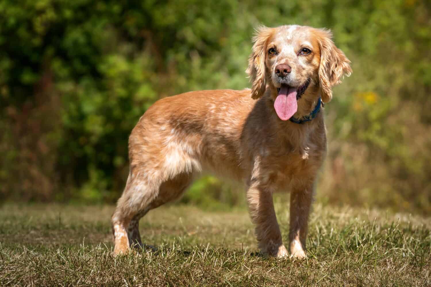 Working Cocker Spaniel Lemon Roan standing with her tongue out in a field on a sunny day