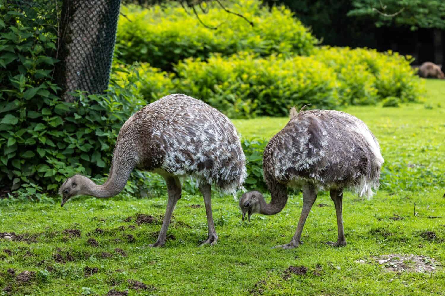 Darwin's rhea, Rhea pennata also known as the lesser rhea. It is a large flightless bird, but the smaller of the two extant species of rheas.