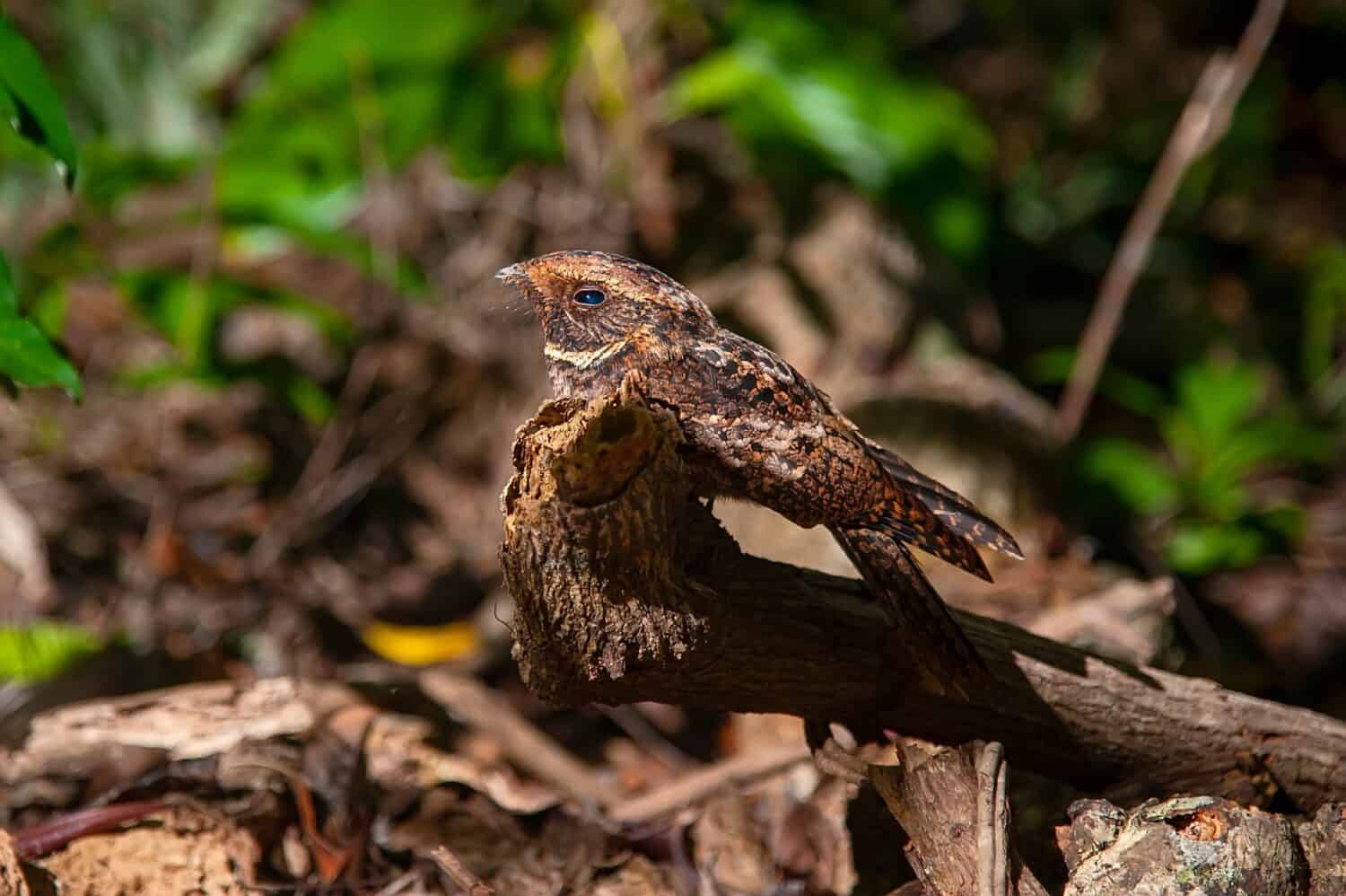 Rufous Nightjar photographed in Itaunas, EspIrito Santo - Southeast of Brazil. Atlantic Forest Biome. Picture made in 2009."