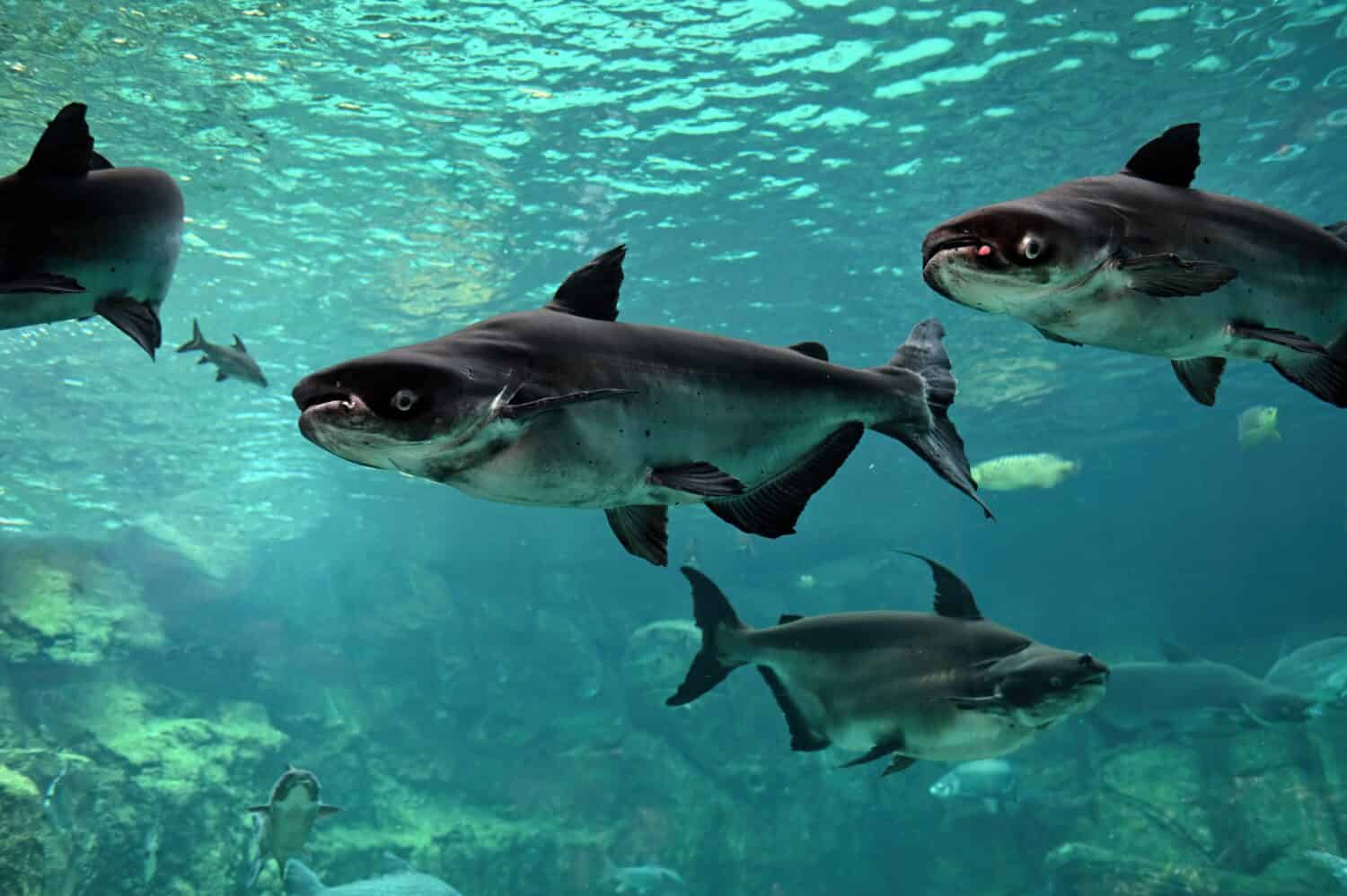 Mekong giant catfish in freshwater aquarium, selective focus.