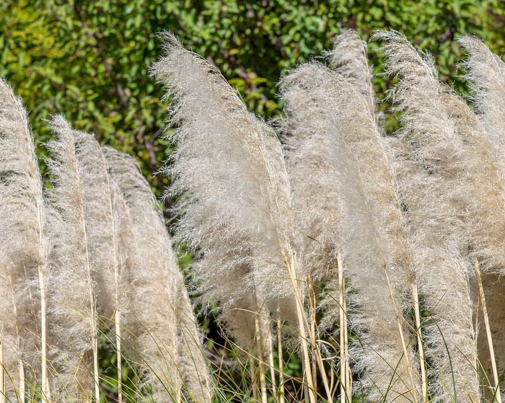 Close up of Pampas Grass (Cortaderia selloana), an invasive plant species in Los Angeles, CA.