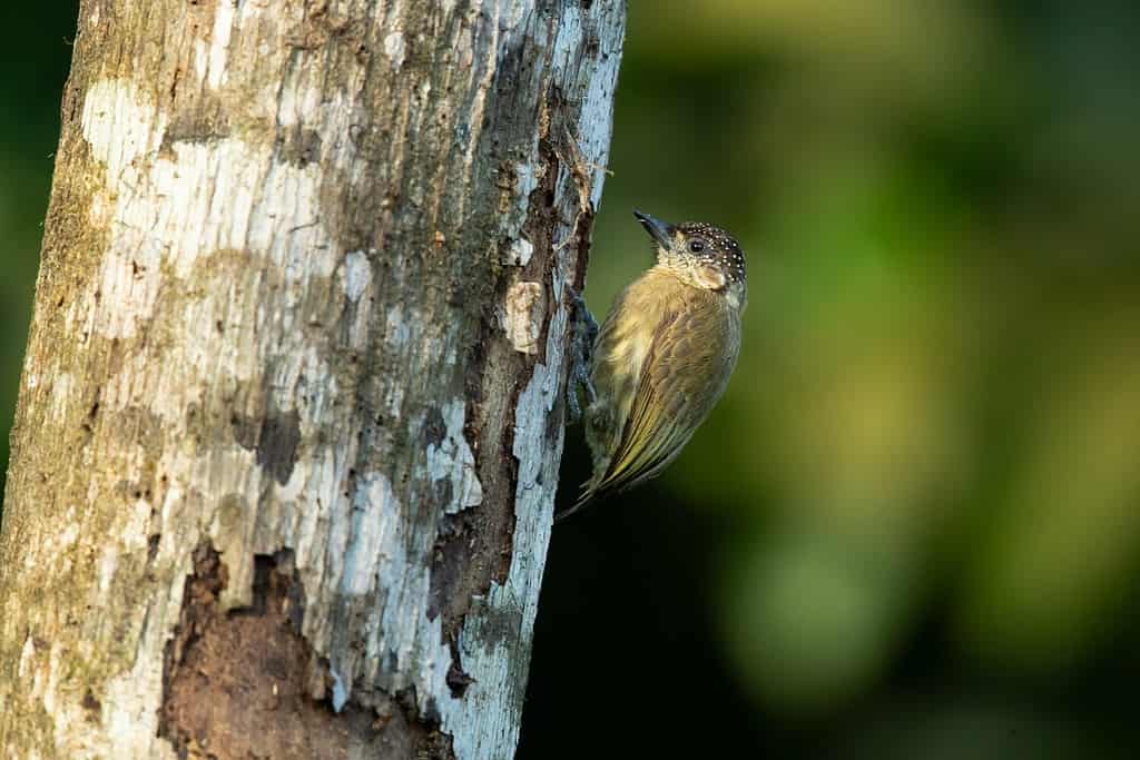 The olivaceous piculet (Picumnus olivaceus) 